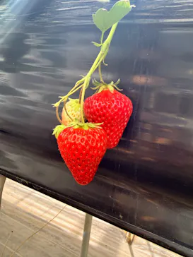 熱田農園Strawberry54に投稿された画像（2026/5/5）