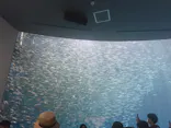 名古屋港水族館に投稿された画像（2026/5/6）