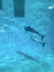 名古屋港水族館に投稿された画像（2026/5/5）