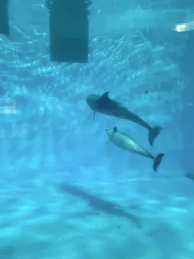名古屋港水族館に投稿された画像（2026/5/5）