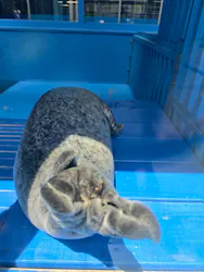 ゼロ距離水族館 伊勢シーパラダイスに投稿された画像（2026/5/5）