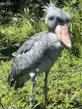 恩賜上野動物園に投稿された画像（2026/5/6）