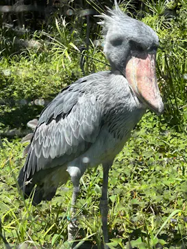 恩賜上野動物園に投稿された画像（2026/5/5）