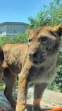 多摩動物公園 ライオンバス乗車券に投稿された画像（2026/5/6）