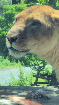 多摩動物公園 ライオンバス乗車券に投稿された画像（2026/5/5）