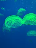 大分マリーンパレス水族館 「うみたまご」に投稿された画像（2026/5/6）