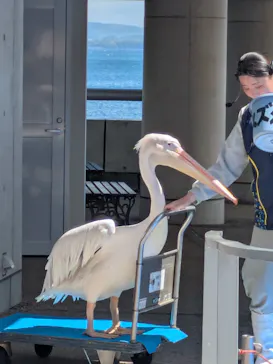大分マリーンパレス水族館 「うみたまご」に投稿された画像（2026/5/5）