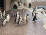 アクアワールド茨城県大洗水族館に投稿された画像（2026/5/6）