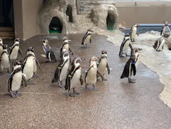 アクアワールド茨城県大洗水族館に投稿された画像（2026/5/5）
