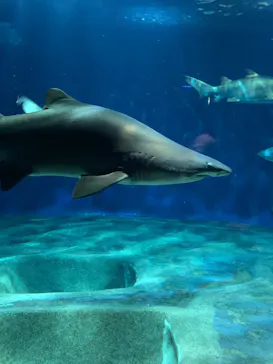 アクアワールド茨城県大洗水族館に投稿された画像（2026/5/5）
