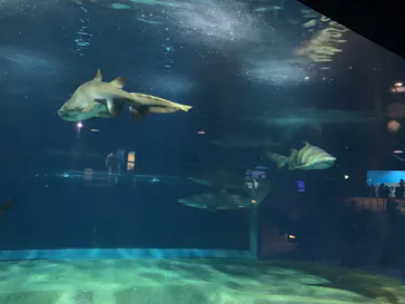 アクアワールド茨城県大洗水族館に投稿された画像（2026/5/5）