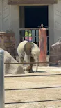 広島市安佐動物公園に投稿された画像（2026/5/6）