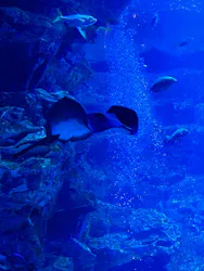 京都水族館×ニデック京都タワーに投稿された画像（2026/5/5）