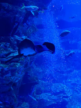京都水族館×ニデック京都タワーに投稿された画像（2026/5/5）