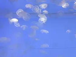 アクアワールド茨城県大洗水族館に投稿された画像（2026/5/5）