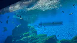 仙台うみの杜水族館に投稿された画像（2026/5/6）