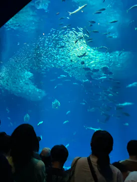 アクアワールド茨城県大洗水族館に投稿された画像（2026/5/5）
