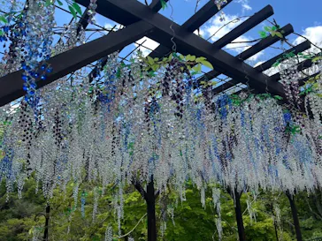 箱根ガラスの森美術館に投稿された画像（2026/5/6）