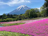 富士芝桜まつり(富士本栖湖リゾート)に投稿された画像（2026/5/6）