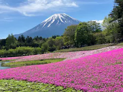 富士芝桜まつり(富士本栖湖リゾート)に投稿された画像（2026/5/6）