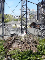 天王寺動物園に投稿された画像（2026/5/6）