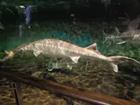 滋賀県立琵琶湖博物館に投稿された画像（2026/5/6）