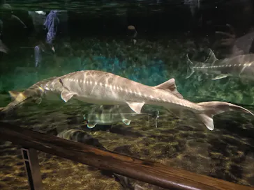 滋賀県立琵琶湖博物館に投稿された画像（2026/5/6）