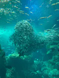 新江ノ島水族館に投稿された画像（2026/5/6）