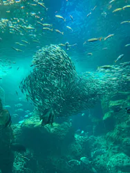 新江ノ島水族館に投稿された画像（2026/5/6）