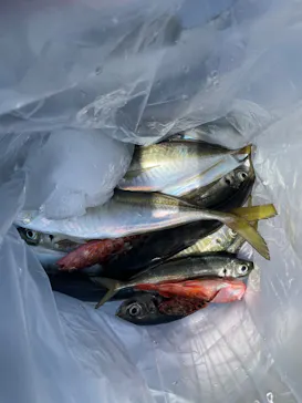ATSUKU Japan Fishing Experience Hostに投稿された画像（2026/5/6）