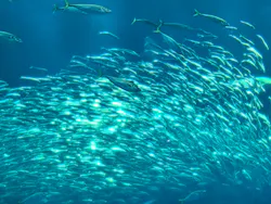 アクアワールド茨城県大洗水族館に投稿された画像（2026/5/6）