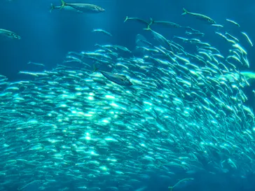 アクアワールド茨城県大洗水族館に投稿された画像（2026/5/6）