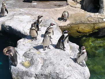 アクアワールド茨城県大洗水族館に投稿された画像（2026/5/6）