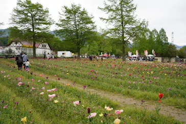 滋賀農業公園ブルーメの丘に投稿された画像（2026/5/6）