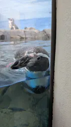 新江ノ島水族館に投稿された画像（2026/5/6）