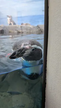 新江ノ島水族館に投稿された画像（2026/5/6）