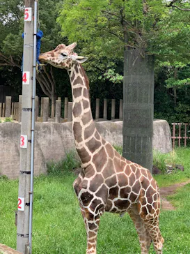 千葉市動物公園に投稿された画像（2026/5/6）