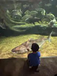 世界淡水魚園水族館　アクア・トトぎふに投稿された画像（2026/5/6）