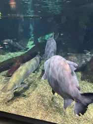 世界淡水魚園水族館　アクア・トトぎふに投稿された画像（2026/5/6）