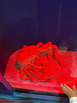 世界淡水魚園水族館　アクア・トトぎふに投稿された画像（2026/5/6）