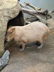世界淡水魚園水族館　アクア・トトぎふに投稿された画像（2026/5/6）
