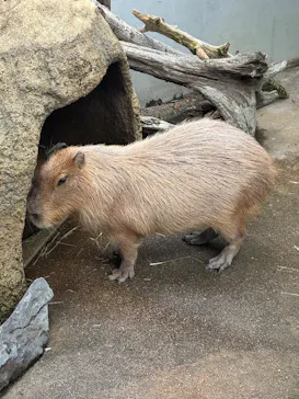 世界淡水魚園水族館　アクア・トトぎふに投稿された画像（2026/5/6）