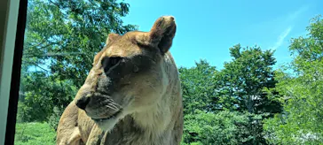 多摩動物公園 ライオンバス乗車券に投稿された画像（2026/5/6）