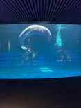 島根県立 しまね海洋館に投稿された画像（2026/5/6）