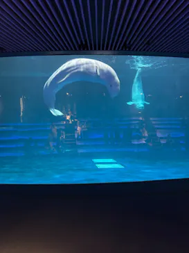 島根県立 しまね海洋館に投稿された画像（2026/5/6）