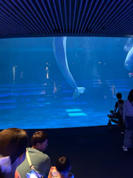 島根県立 しまね海洋館に投稿された画像（2026/5/6）