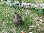 こども動物自然公園（埼玉県公園緑地協会）に投稿された画像（2026/5/6）