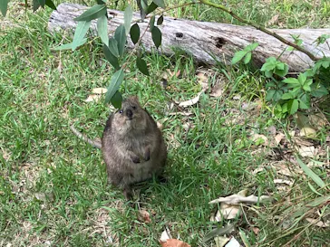 こども動物自然公園（埼玉県公園緑地協会）に投稿された画像（2026/5/6）