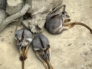 こども動物自然公園（埼玉県公園緑地協会）に投稿された画像（2026/5/6）