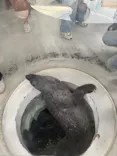 しながわ水族館に投稿された画像（2026/5/6）